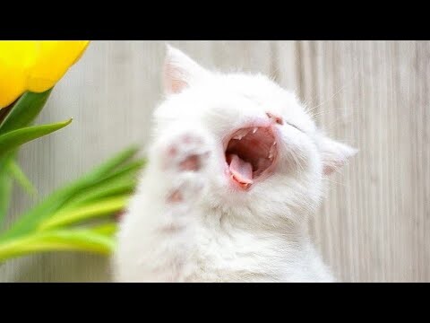😂 Funniest Cats and Dogs Videos 😺🐶 || 🥰😹 Hilarious Animal Compilation №369