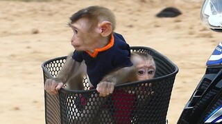 Wow!! Baby Monkey Maki and Maku Sit in Motorcycle Basket Ride With Mom go to home