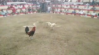 1st fight 4cock derby#carpan#champion#zamboangacity