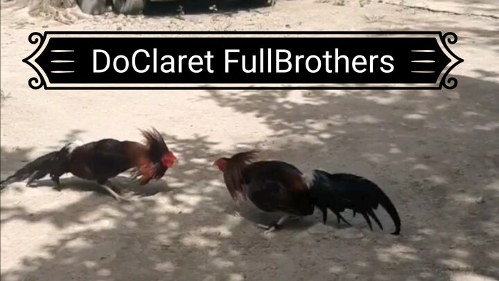 Doc Robinson YLHatch over Claret (DocClaret) Full Brothers