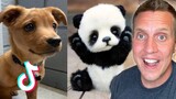 Cute Tik Tok Pets Will Make Your Day 10,000 Times Better