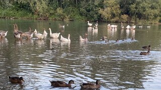 บรรยากาศตอน 19:42 ที่อิตาลี ชมความน่ารักของน้องๆ 🪿🦆🌿#ธรรมชาติ #nature #animals