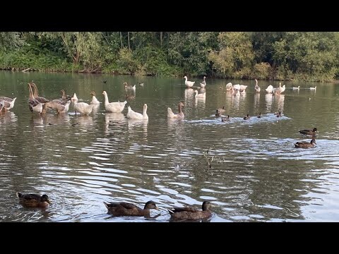 บรรยากาศตอน 19:42 ที่อิตาลี ชมความน่ารักของน้องๆ 🪿🦆🌿#ธรรมชาติ #nature #animals