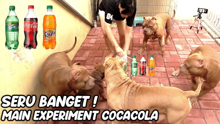 SERU BANGET ! BERMAIN EXPERIMENT COCACOLA DENGAN ANJING PITBULL #hewiepitbull