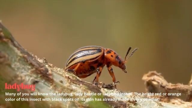 Friend insect ladybug । Ladybug facts: All about Ladybugs