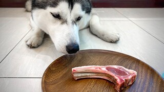 Raw Feeding My Husky w/ A Lamb Chop | ASMR | Feast Friday Ep. #5