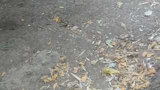 Malatuba