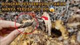 EKSPERIMEN: Bongkar Peti Babi Setelah Dikubur 3 TAHUN.. Lihat apa yang terjadi!! #fosil #misteri