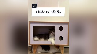 Bất ổn thậc sự 🥲 catsoftiktok cat meo