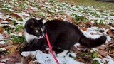 Tuxedo Cat Outdoors Adventure!