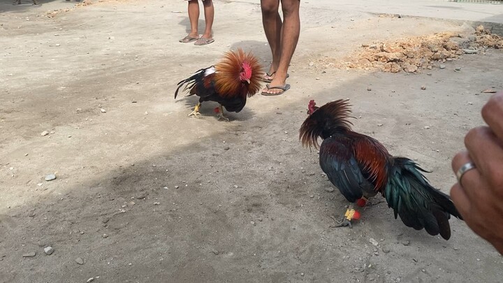 Spar ng pula ko ng may poti sa buntot