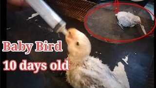 Baby birds 10 days old