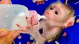 Never forget the milk!! Tiny handsome boy Luca learns how to drink milk better now