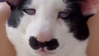 [Panduan Bergambar untuk Manusia Liar] Kucing Xiu sangat lucu, apa niat buruknya?
