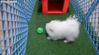 Siro Chó phốc sóc mini dễ thương và thông minh nhất thế giới