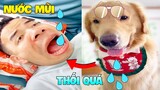 Thú Cưng Vlog | Tứ Mao Ham Ăn Đại Náo Bố #8 | Chó thông minh đáng yêu vui nhộn | Smart dog funny pet