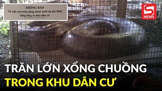 Con trăn dài 1,5 mét bất ngờ xổng chuồng trong khu dân cư ở Hải Phòng