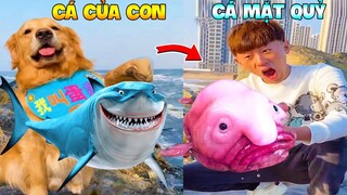 Thú Cưng Vlog | Gia Đình Gâu Đần #7 | Chó Golden thông minh vui nhộn | Smart dog funny pets
