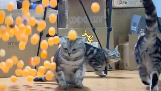 Kucing langsung terbang ketika aku menuangkan 100 bola pingpong!