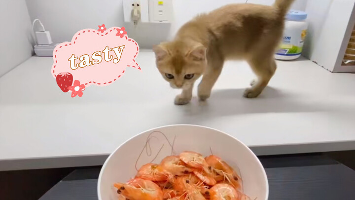 [Animal] Cat: I Like Shrimps
