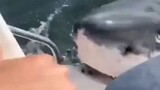 Shark biting the boat