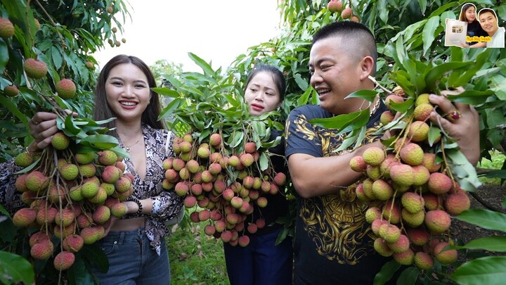 Cùng Cẩm Tiên TV Anh Hải Sapa TV hái Vải U Hồng Chín sớm ăn tại vườn ở Uông Bí Quảng Ninh