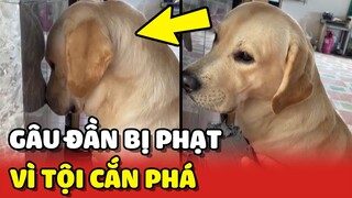 😂 Gâu Đần bị sen phạt ÚP MẶT vào tường vì CẮN PHÁ đồ đạt | Yêu Lu