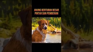 ANJING PINTAR NEMU BONGKAHAN EMAS DI SUNGAI #alurceritafilm #film