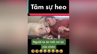 chócute  Tâm sự heo