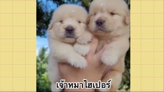 เพื่อนตัวน้อย สัตว์เลี้ยงแสนซน : เจ้าหมาไฮเปอร์