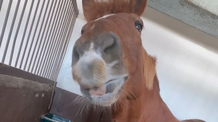 horse eating , he looks funny