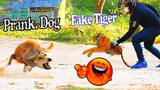 Fake Tiger vs Real Dogs Prank - Must Watch Most Funniest Video Prank Dog with Fake Tiger
