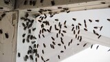How can you kill a batch of flies