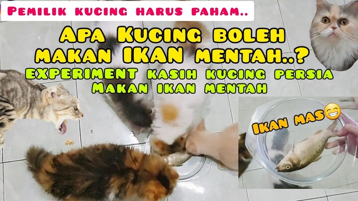KUCING MAKAN IKAN MENTAH - Apa boleh kucing makan ikan mentah ?