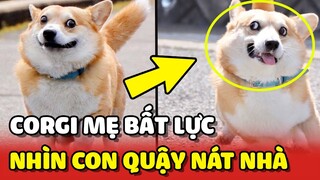 Corgi mẹ BẤT LỰC nhìn con mình "TRẺ TRÂU" đang QUẬY BANH NHÀ 😂 | Yêu Lu