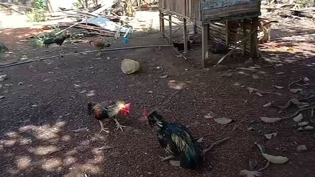 ayam petarung super, abar perdana