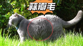 猫有蒜瓣毛，说明主人养的很好？