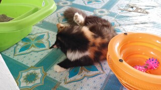 Get to know challenge (playtime with Suni)