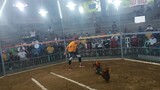3cock derby 1st fight @burauen gallera
