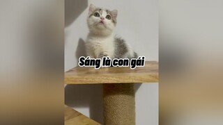 Sau này khá đừng quên bà 😂😂 mèo cute cat OlympicSpirit TikTokDieuKy