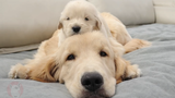 Anak Anjing Golden Retriever: Kepala saudara laki-laki adalah tempat tidur terbaik