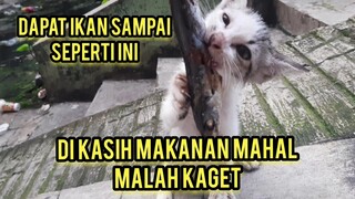 Masya Allah Anak Kucing Ini Seneng Banget Pertama Kali Lihat Makanan Banyak Biasanya Kelaparan..!