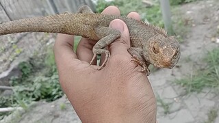 Bunglon taman ( Calotes versicolor )