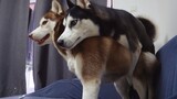 【Animal Circle】When neutered husky meets wife on estrous cycle