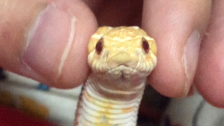 [Pets] Watch Me Touching This Snake's Cute Head!