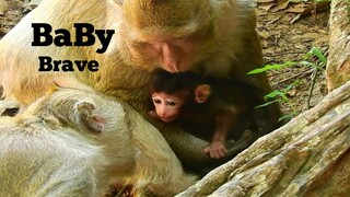 Ah Baby Monkey Brave No Scare Mama Kidnap, Baby Brittany Much Hungry Need Milk​More