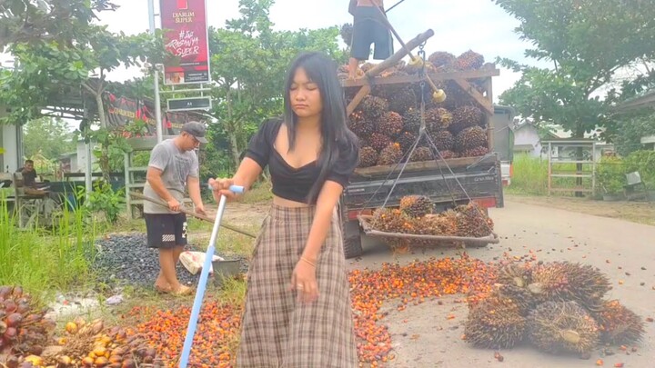 Nimbang sawit bangun tidur || Harga sawit hari ini