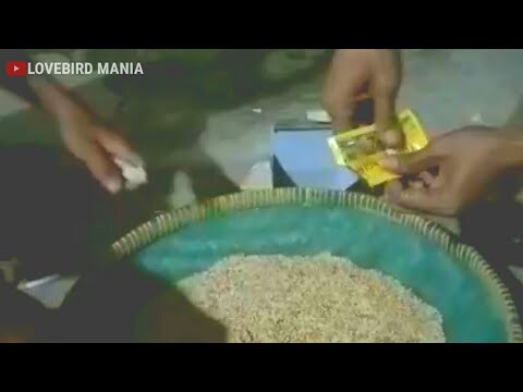 Racikan Pakan TOLAK ANGIN untuk Lovebird Konslet