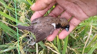 Kasihan Burung ini M4ti Terkena Jaring Pak Tani