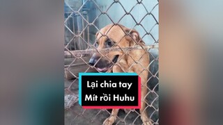 Lại chia tay Mít rồi huhu cunyeucuadua chó chócon chókhôn  chócute